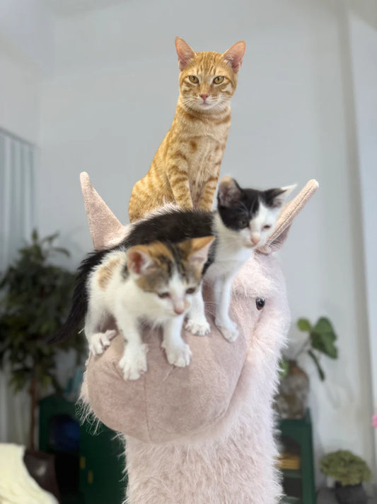 2 Meters Luxury Alpaca-Fabric Cat Tunnels & Cat Trees – Premium Pet Furniture